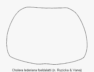 choleva_foeldalatti_hsch.gif