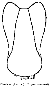 choleva_glauca_gt.gif