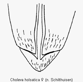 choleva_holsatica_fld.gif