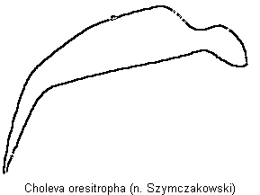 choleva_oresitropha_troch.gif