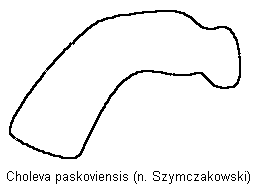 choleva_paskoviensis_troch.gif