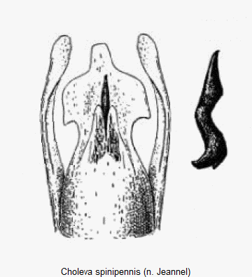 choleva_spinipennis.gif