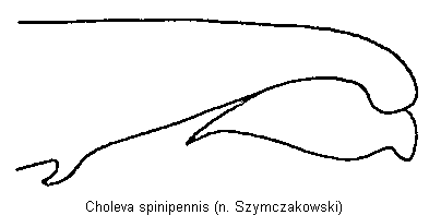 choleva_spinipennis_troch.gif