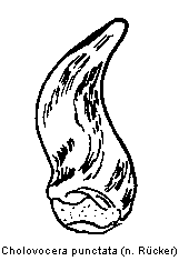 cholovocera_punctata.gif