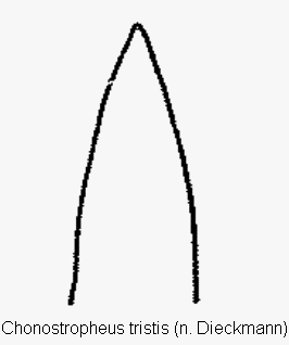 chonostropheus_tristis.gif