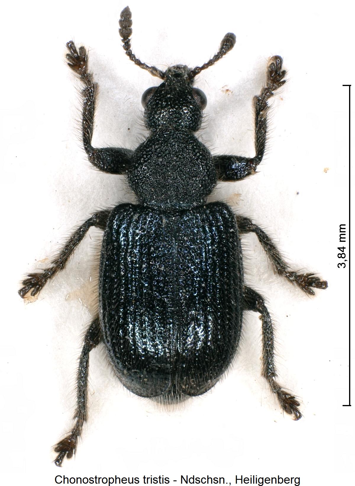 chonostropheus_tristis_hab.jpg