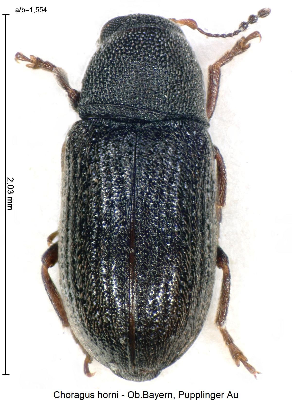 choragus_horni_hab1.jpg