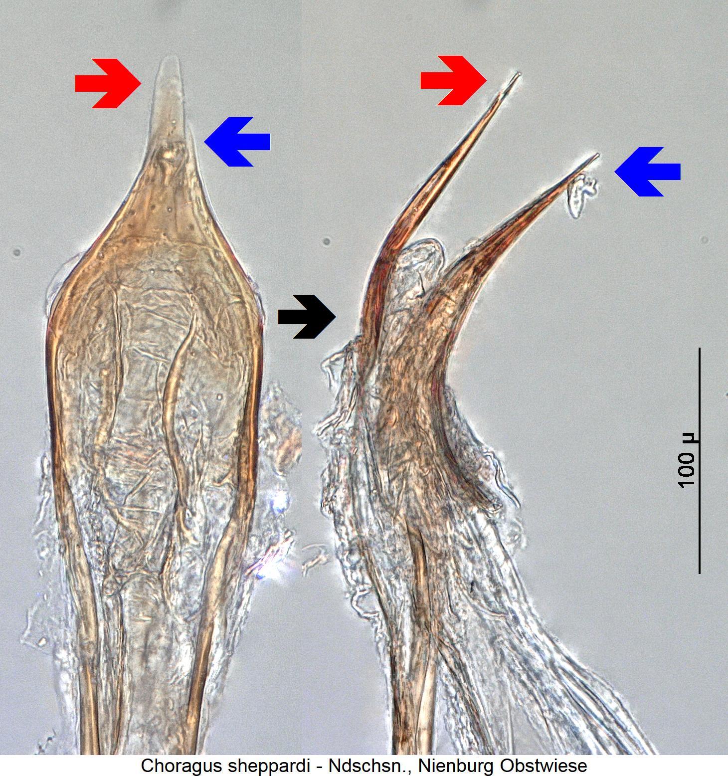 choragus_sheppardi2.jpg