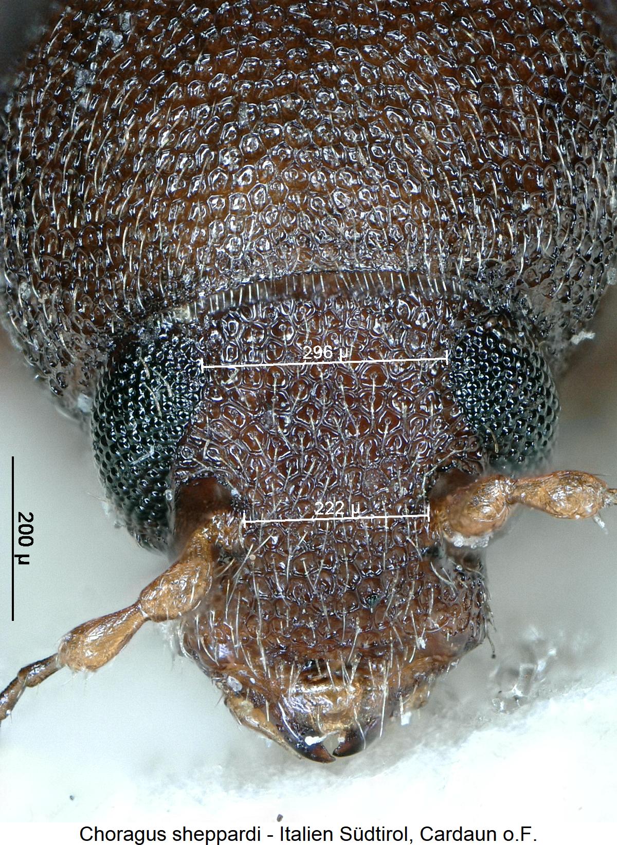 choragus_sheppardi_k1.jpg