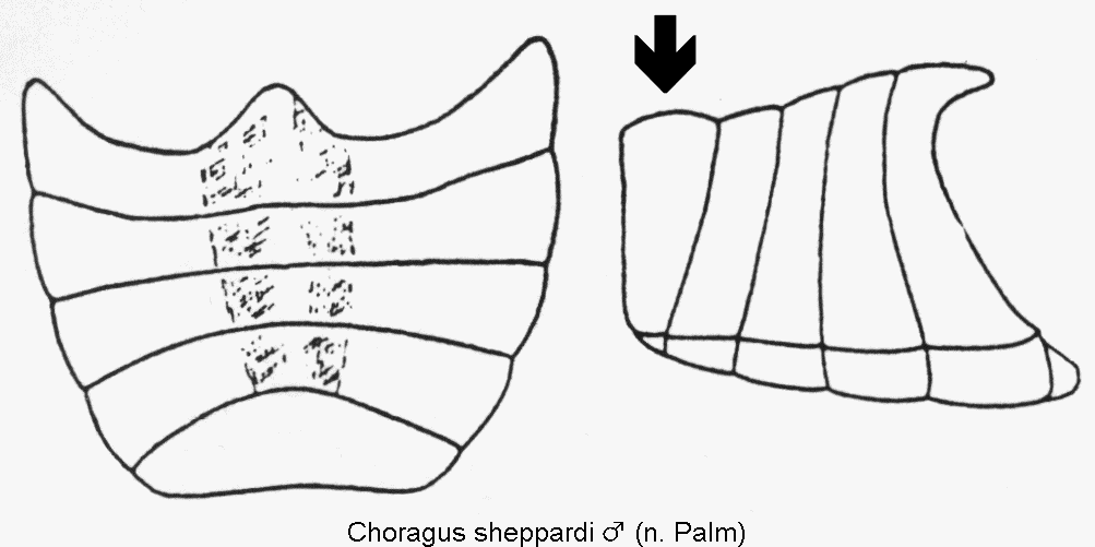 choragus_sheppardi_m_abd.gif