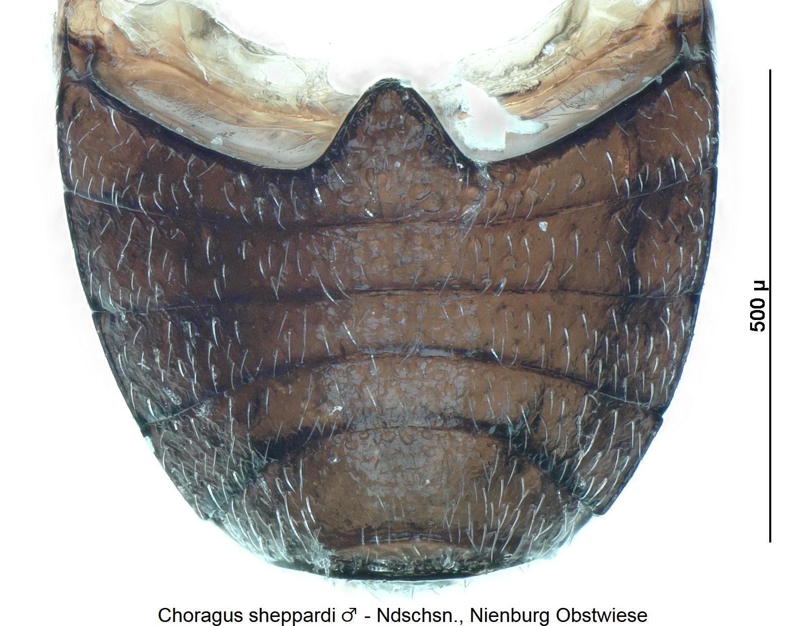 choragus_sheppardi_m_abd.jpg