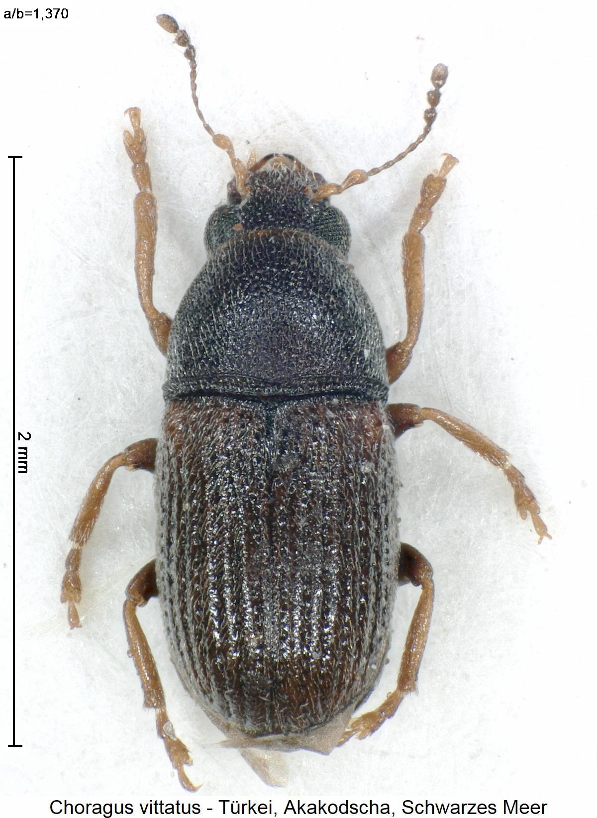 choragus_vittatus_hab.jpg