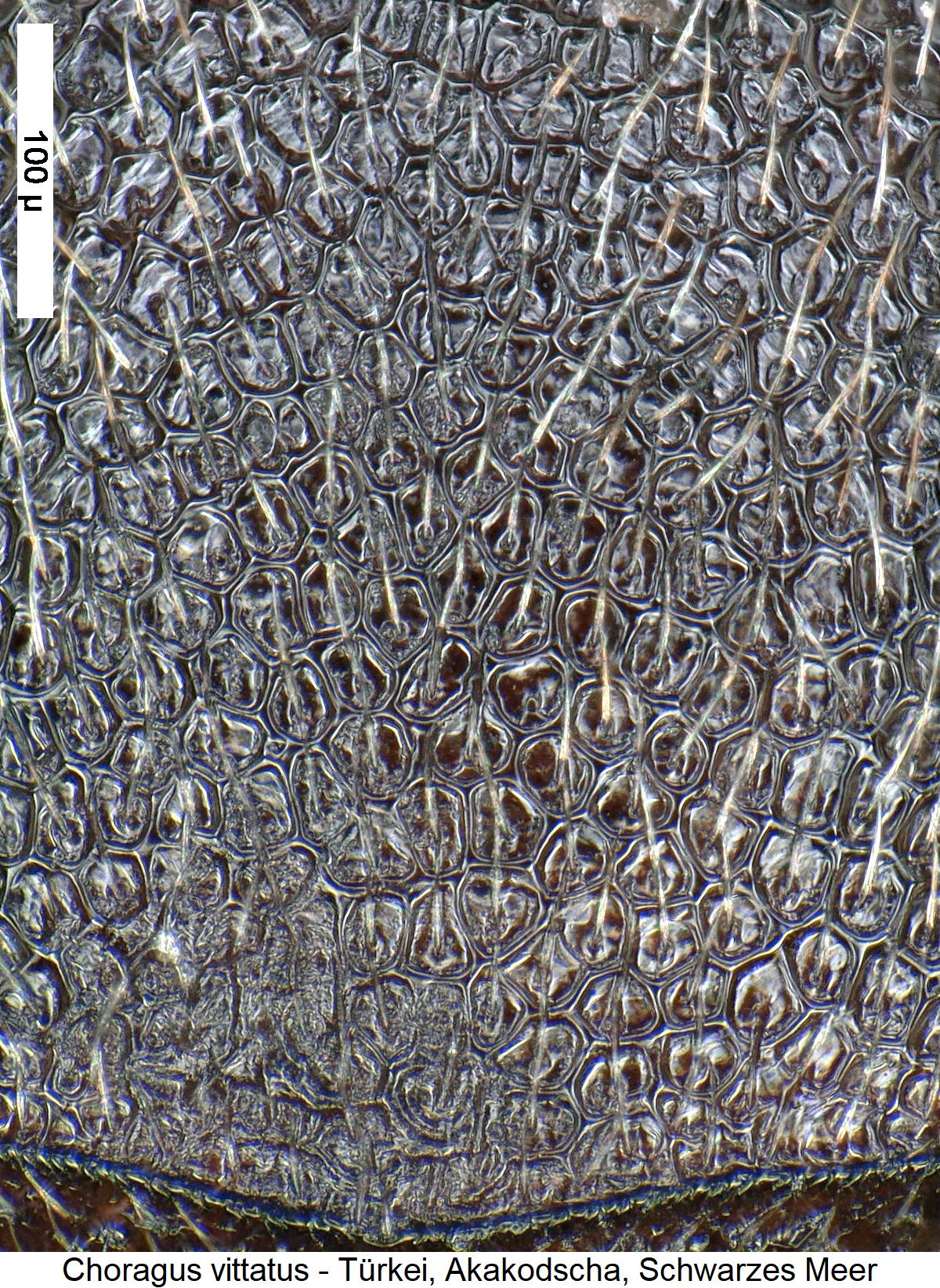 choragus_vittatus_hsch.jpg