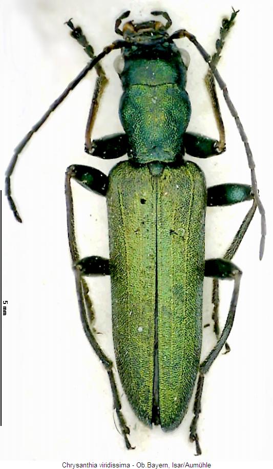 chrysanthia_viridissima_hab.jpg