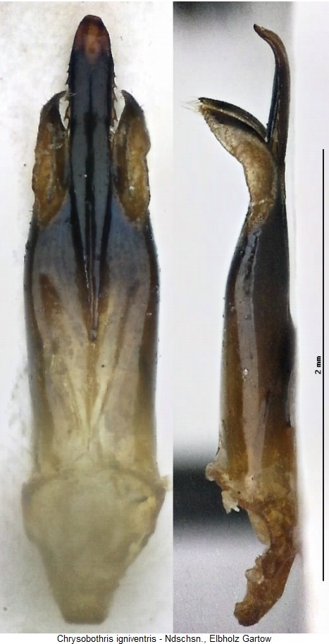 chrysobothris_igniventris.jpg