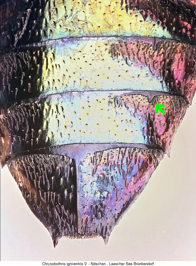 chrysobothris_igniventris_us_w.jpg