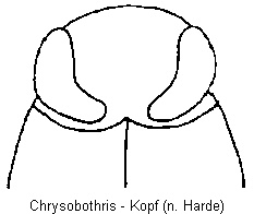 chrysobothris_k.gif