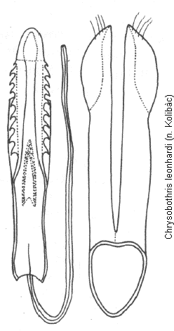 chrysobothris_leonhardi.gif