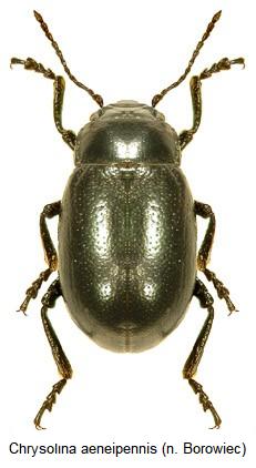 chrysolina_aeneipennis.jpg