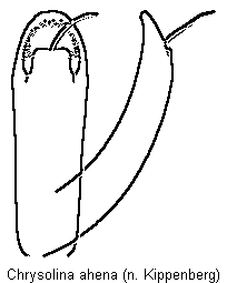 chrysolina_ahena.gif