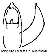 chrysolina_coerulans.gif