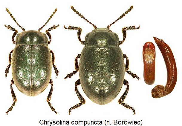 chrysolina_compuncta.jpg