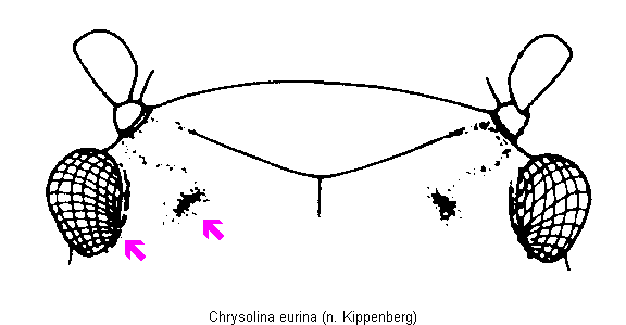 chrysolina_eurina_k.gif