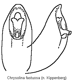 chrysolina_fastuosa.gif