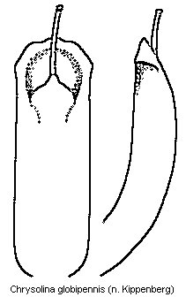 chrysolina_globipennis.gif