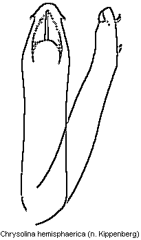 chrysolina_hemisphaerica.gif