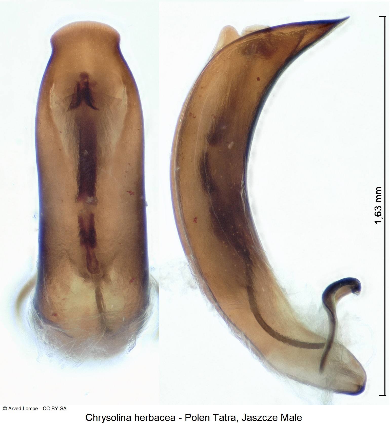 chrysolina_herbacea_ck33165262.jpg