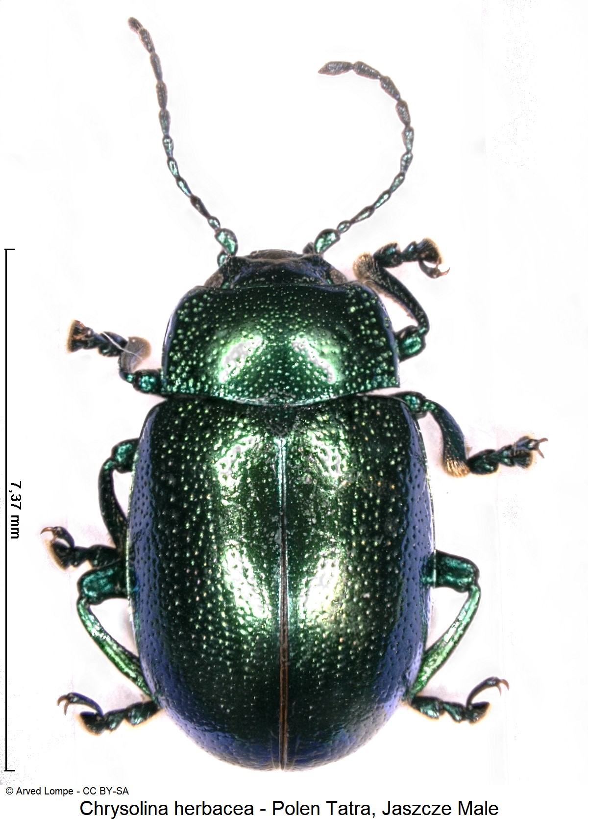 chrysolina_herbacea_ck33165262_hab.jpg
