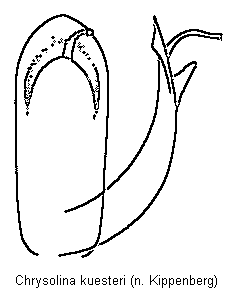 chrysolina_kuesteri.gif