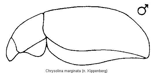 chrysolina_marginata_sa.gif