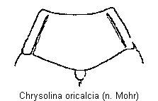 chrysolina_oricalcia_hsch.gif