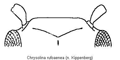 chrysolina_rufoaenea_k.gif
