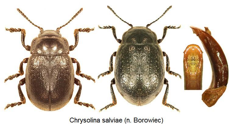 chrysolina_salviae.jpg