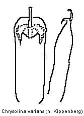 chrysolina_varians.gif