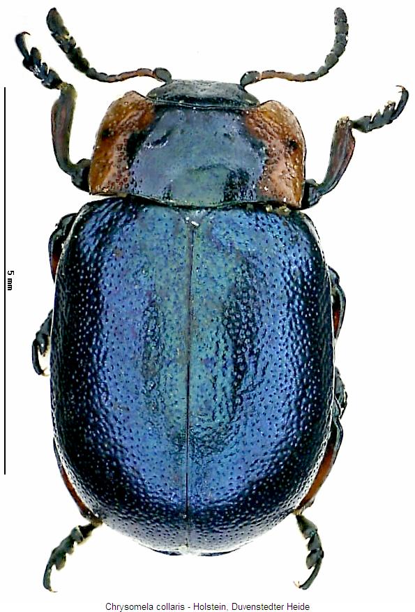 chrysomela_collaris_hab.jpg