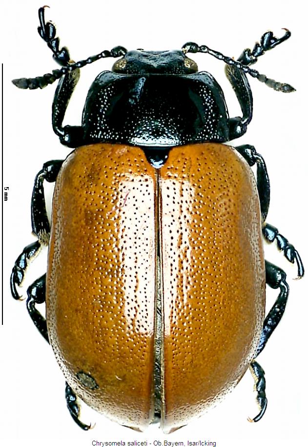 chrysomela_saliceti_hab.jpg