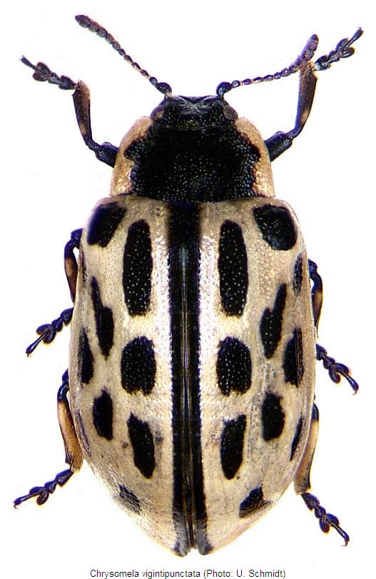 chrysomela_vigintipunctata_hab.jpg