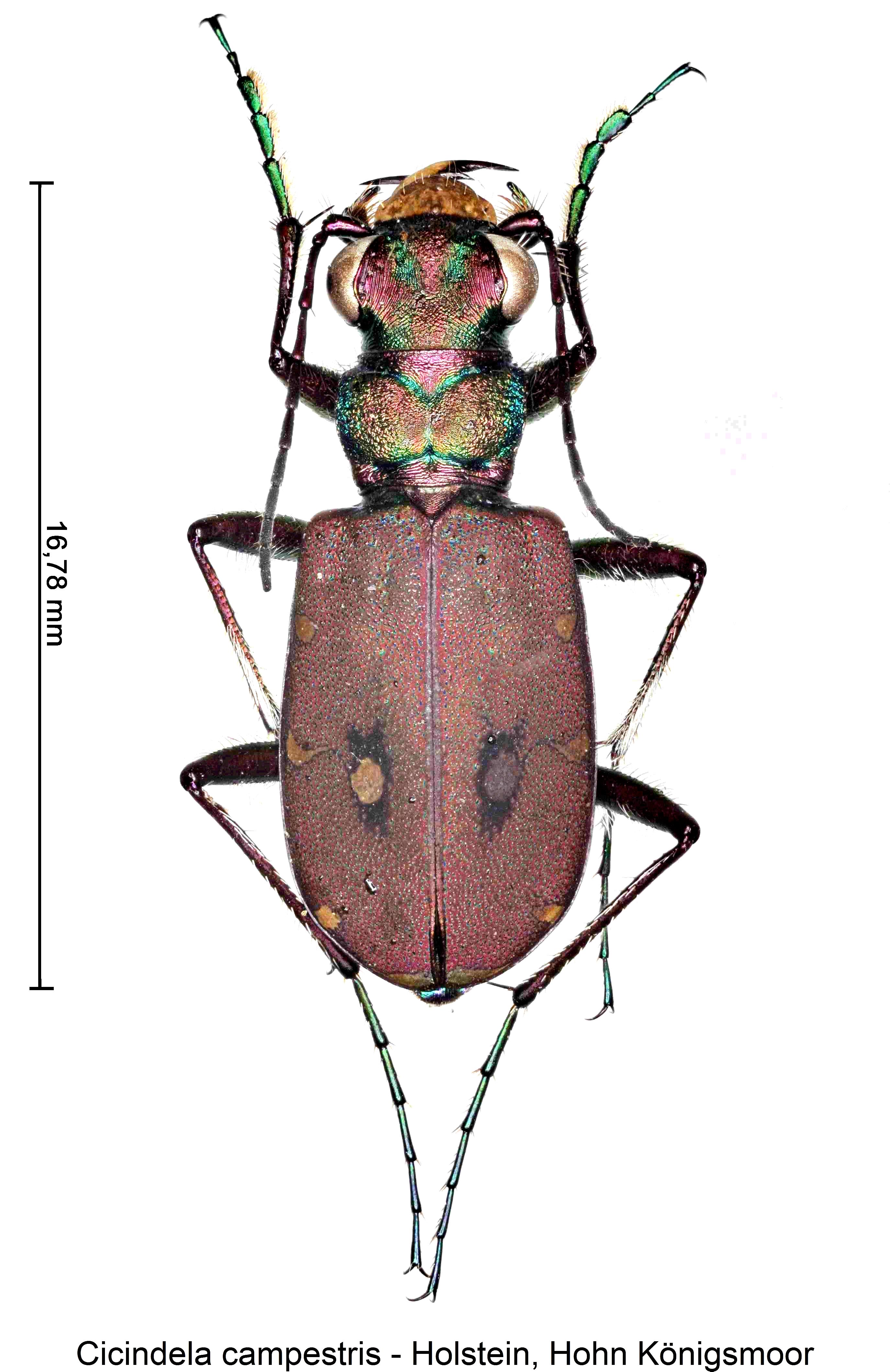 cicindela_campestris_hab1.jpg