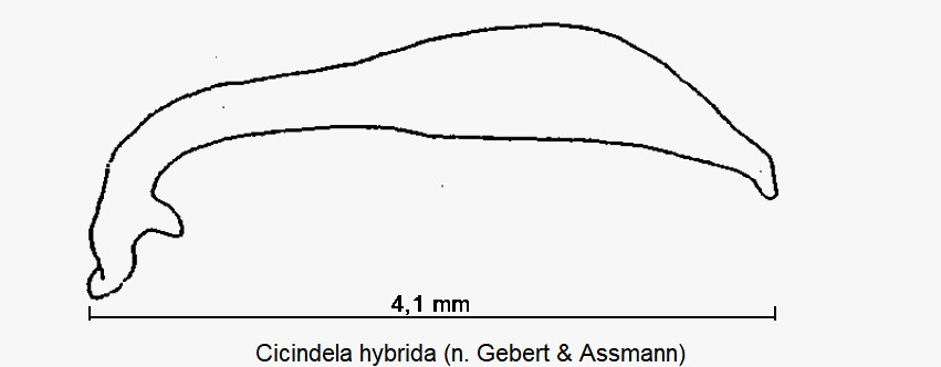 cicindela_hybrida.gif