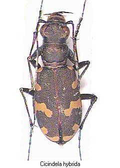 cicindela_hybrida_hab.jpg