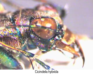 cicindela_hybrida_k.jpg