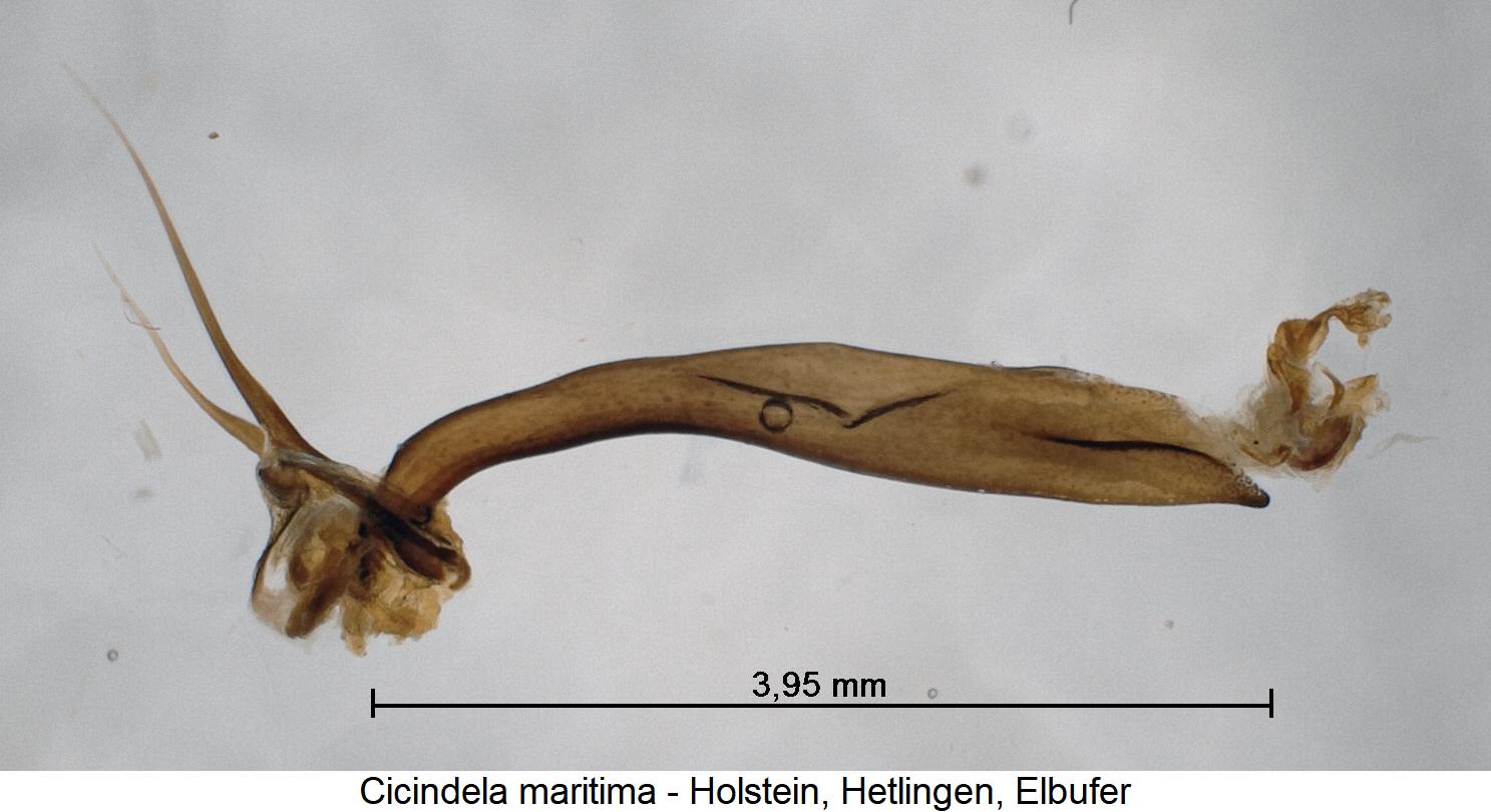 cicindela_maritima.jpg
