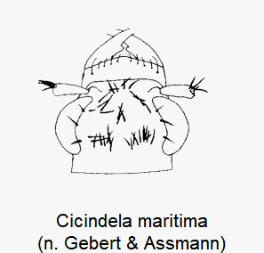cicindela_maritima_k.gif