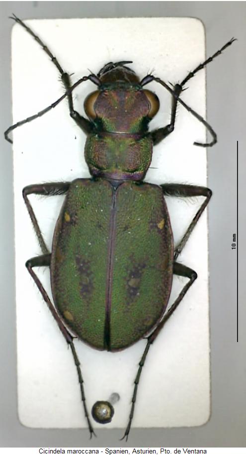 cicindela_maroccana_hab.jpg