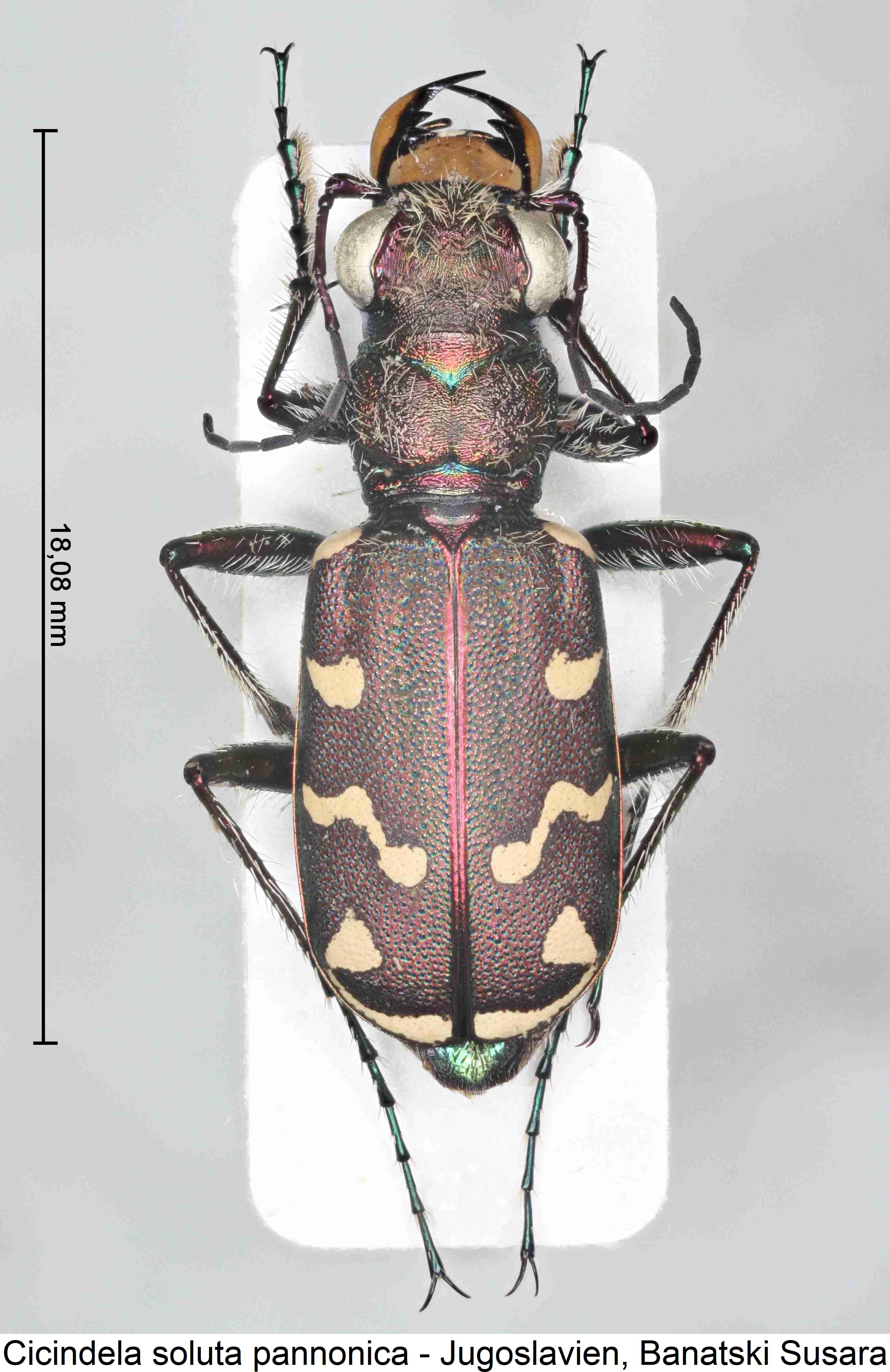 cicindela_pannonica_hab.jpg