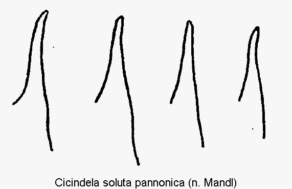 cicindela_pannonica_pc.gif